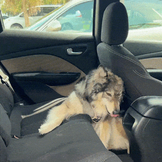 pawomatz-img-28.gif__PID:f38e9076-57d9-4285-bf2f-74f3b99d87a9